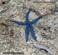 Rarotonga - blue Seastar
