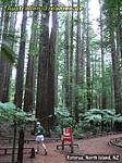 Jogger im Redwood Forest