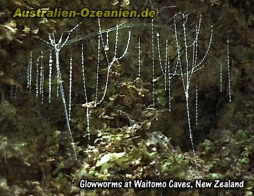 Klebefäden der Glowworms
