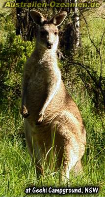 Känguru - kangaroo