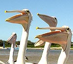 Pelikane Nahaufnahme