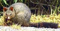 Possum, New Zealand