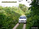 Niue Island - bush road