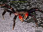 Niue Island - crab