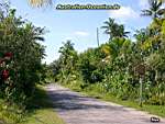Niue Island - road