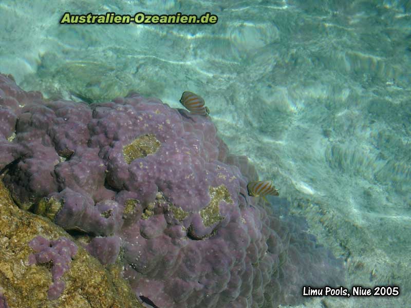 lila Korallen und Fische bei Limu