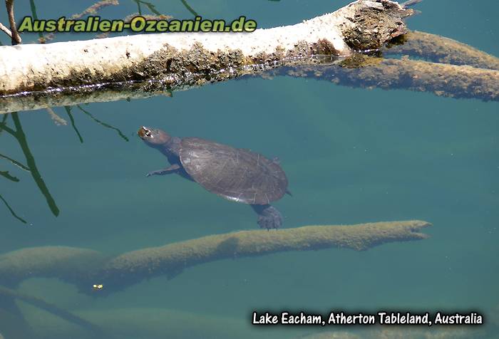Wasserschildkröte am Lake Eacham