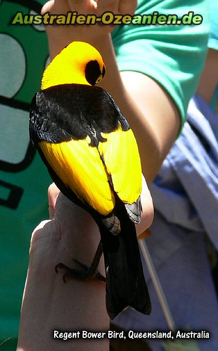Rücken eines Gelbnacken-Laubenvogels