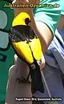 Rücken eines männlichen Gelbnacken-Laubenvogels
