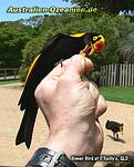 Bower Bird auf der Hand
