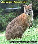 Wallaby, Lamington Nationalpark