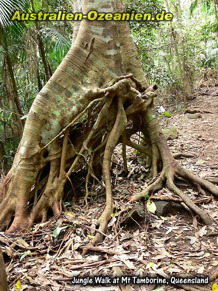 Wurzelwerk eines Baumes im Regenwald