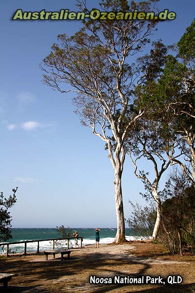 Eukalyptusbaum, Ozean im Hintergrund