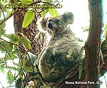 Koala im Noosa Nationalpark