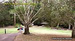 Picknickbereich des Kondalilla Nationalparks