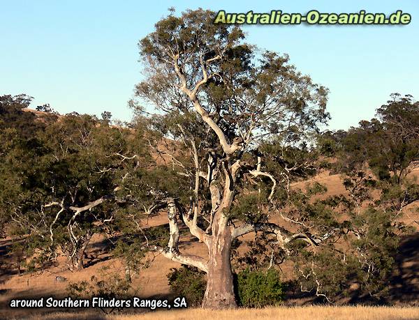 knorriger Baum in den südlichen Flinders Ranges