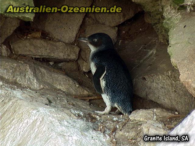 Pinguin auf Granite Island