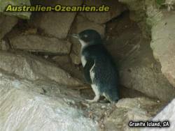kleiner Pinguin auf Granite Island