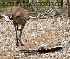 springendes Känguru von hinten