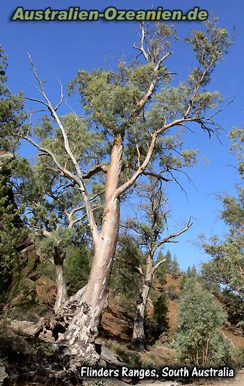 Ein imposanter Baum in den Flinders Ranges