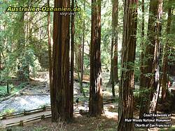 Wanderweg durch die Redwoods im Muir Woods National Monument