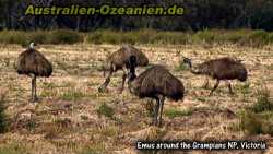 Emus am Rand des Grampian National Parks