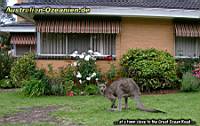 großes Känguruh im Vorgarten