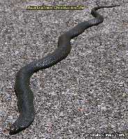 Snake on road