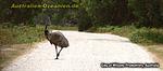 Emu auf der Straße