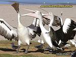 Pelikane schnappen nach Fisch