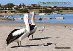 Pelikane am Strand von Kalbarri