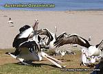 Pelikane: Fütterung