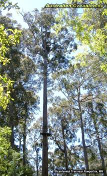 Fire Lookout Tree, Western Australia