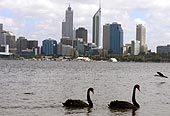 schwarze Schwäne vor der Skyline von Perth