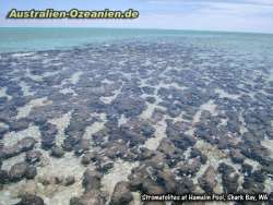 Stromatoliten in türkisem Wasser