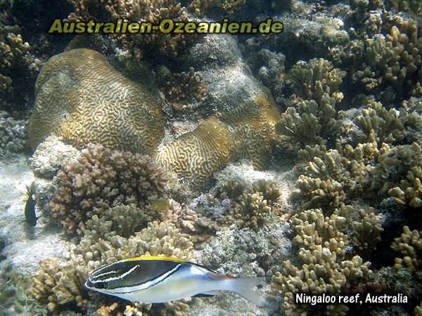 Unterwasseraufnahme: Fische und Korallen