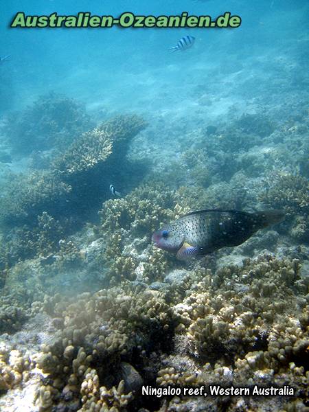 Unterwasseraufnahme Ningaloo Reef