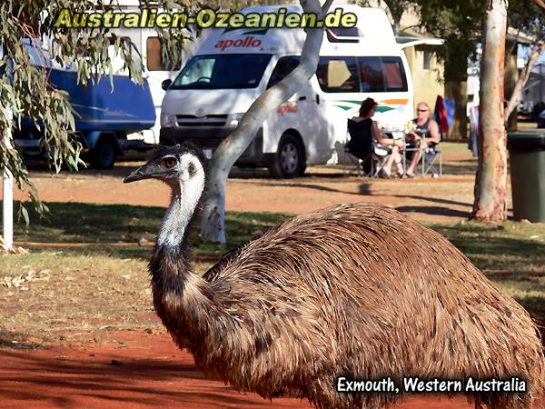 Emu, Camper im Hintergrund