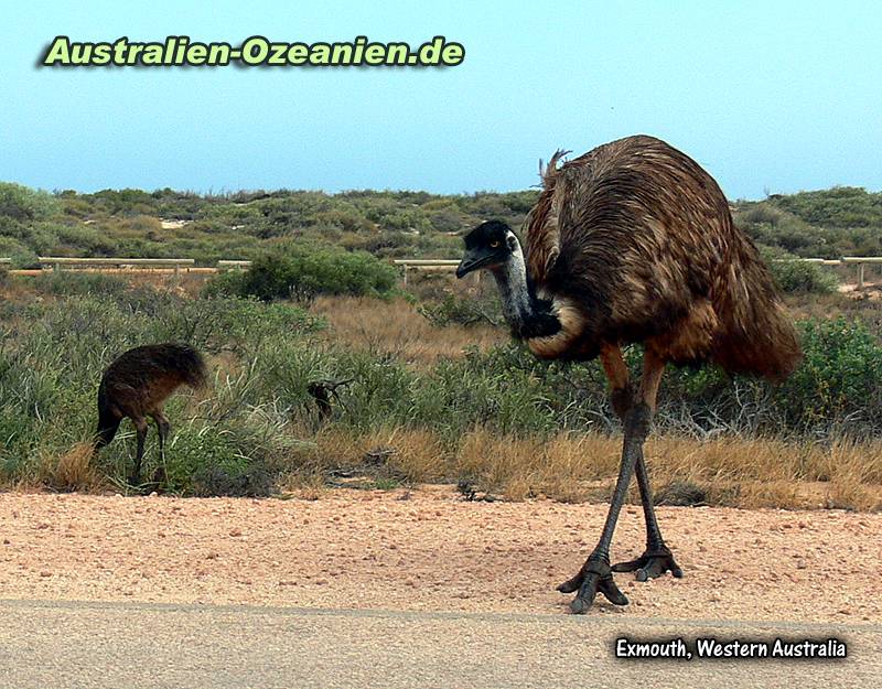 Emu mit großen Füßen