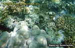 Korallen am Ningaloo reef