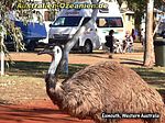 Emu am Campingplatz