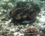 Korallen am Ningaloo reef