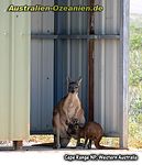 Känguru im Schatten einer bush toilet