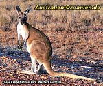 sprungbereites Känguru