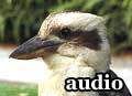 Audiofile: lachende Kookaburras