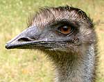 Emu - australisches Wappentier