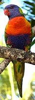 Rainbow lorikeet - Allfarblori