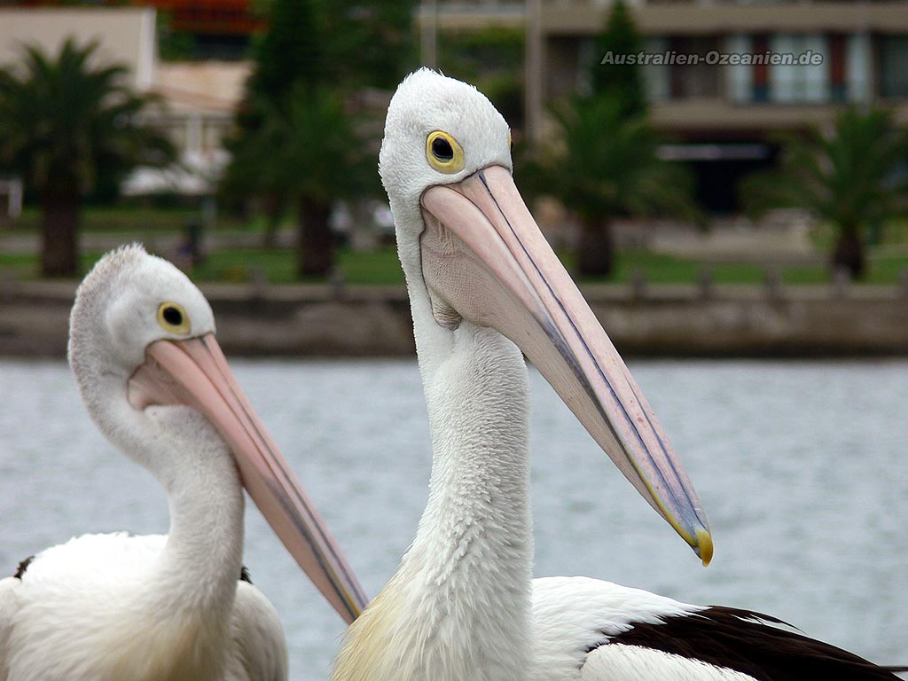 Australian pelican - Brillenpelikane