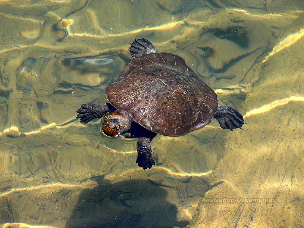 turtle - Wasserschildkröte