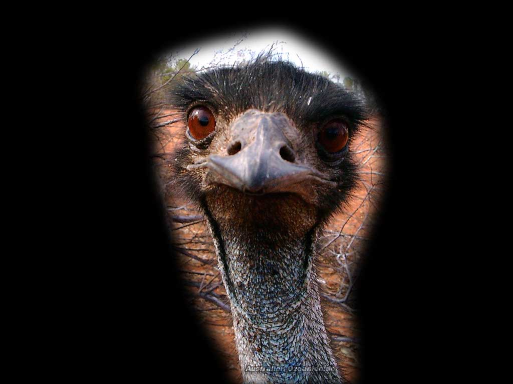 Emu frontal